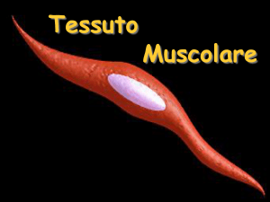 Tessuto muscolare bis File