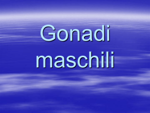 gonadimaschili
