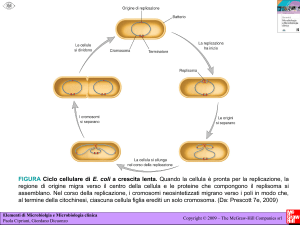 replicazione cromosomica