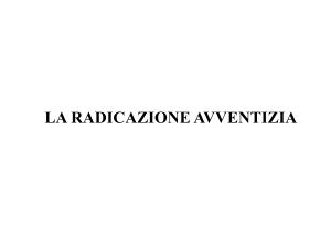 la radicazione avventizia - e