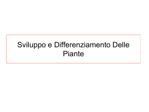 Sviluppo e differenziamento nelle piante