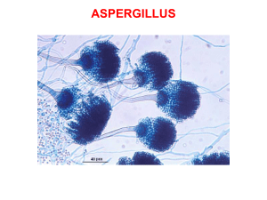 aspergillus - e