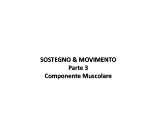 Sostegno e movimento parte III a