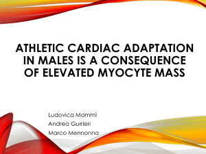 L*adattamento cardiaco negli atleti uomini è una conseguenza di un