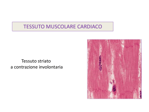 Tessuto muscolare cardiaco. File