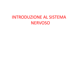 Sistema Nervoso 1 File