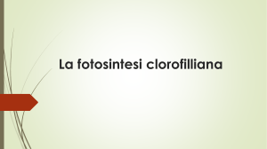 La_fotosintesi_clorofilliana
