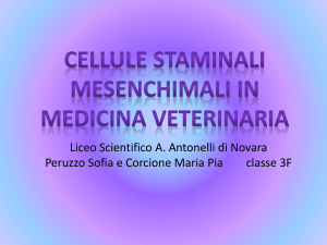 cellule staminali mesenchimali in medicina veterinaria