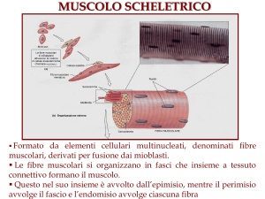 Tessuto muscolare scheletrico