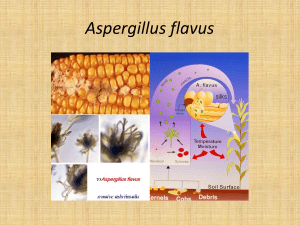 Aspergillus flavus - e