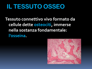 il tessuto cartilagineo - Istituto San Giuseppe Lugo