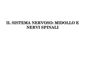 Sistema Nervoso parte II: midollo spinale