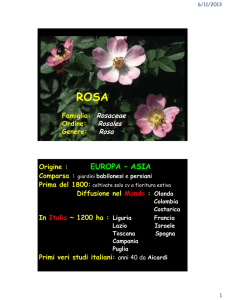 Rosa - Didattica