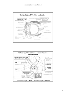 Semeiotica dell`Occhio: anatomia