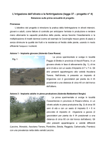 L`irrigazione dell`oliveto e la fertirrigazione (legge 37 – progetto n° 4)