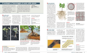 Il sostegno e l`ancoraggio al suolo nelle piante