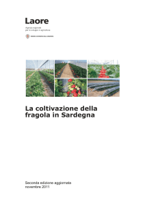 La coltivazione della fragola in Sardegna [file ]