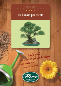 Un bonsai per tutti
