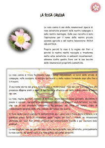la rosa canina - Rosa Selvatica
