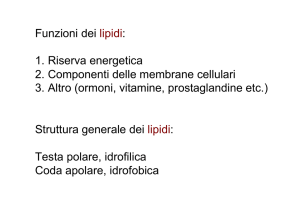 Funzioni dei lipidi: 1. Riserva energetica 2. Componenti delle