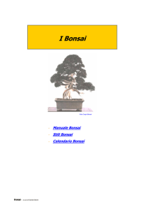I Bonsai - vitanaturale