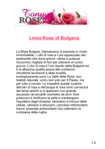 Linea Rose of Bulgaria