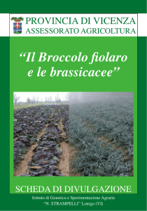 Il Broccolo fiolaro e brassicacee
