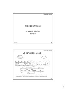 Fisiologia Umana La percezione visiva