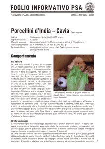 Porcellini d`India - Protezione Svizzera degli Animali PSA