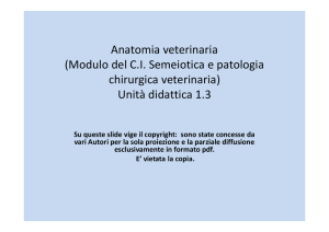 Anatomia veterinaria - Progetto e