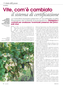 Vite, com`è cambiato il sistema di certificazione