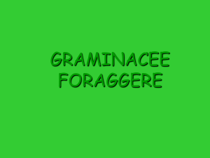 GRAMINACEE FORAGGERE