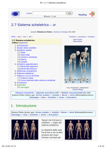 AF / Sistema scheletrico 2.7