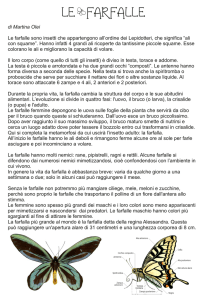 Farfalle - DigiScuola