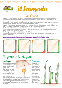 Il grano e le stagioni - Terranostra Lombardia