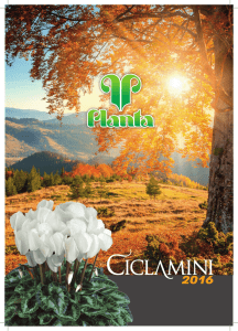 I nostri agenti - Planta Giovani Piante > Home