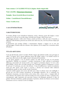 CAVALIERE D`ITALIA - Animali e Animali
