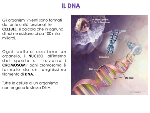 Il DNA