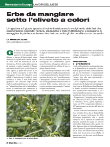 Erbe da mangiare sotto l`oliveto a colori