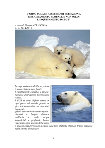 Riscaldamento globale:orsi polari a rischio di