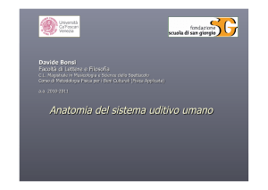 5.Anatomia Sistema Uditivo