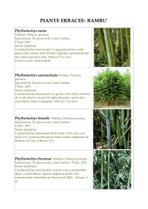 piante erbacee bambu