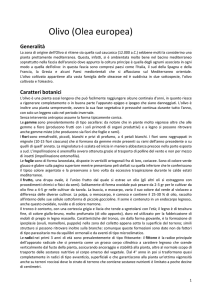 olivo-summary - corsi sicurezza lavoro