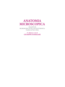 ANATOMIA MICROSCOPICA