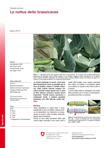 Le nottue delle brassicacee - Agroscope