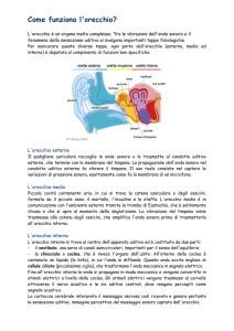 Come funziona l`orecchio?