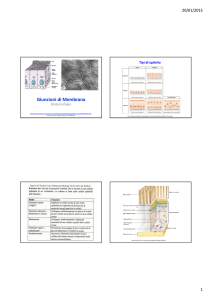 Diapositive sulle giunzioni di membrana