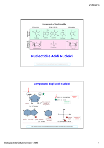 Diapositive nucleotidi