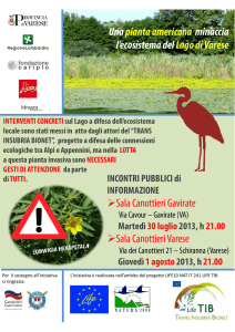 Una pianta americana minaccia l`ecosistema del Lago di Varese g