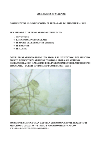 briofite e alghe - Istituto Enrico Medi